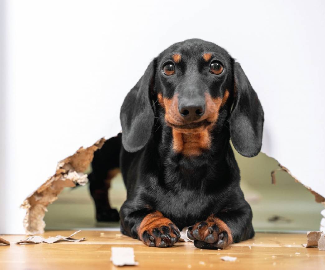The Real Cost of Keeping a Pet in a Rental