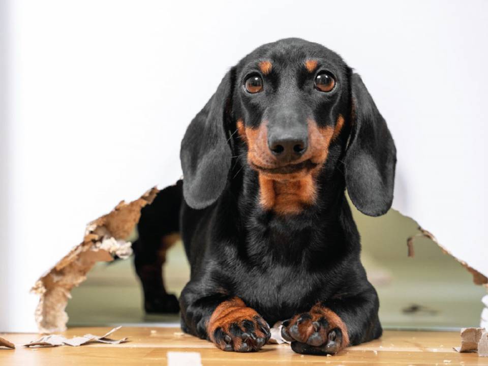 The Real Cost of Keeping a Pet in a Rental
