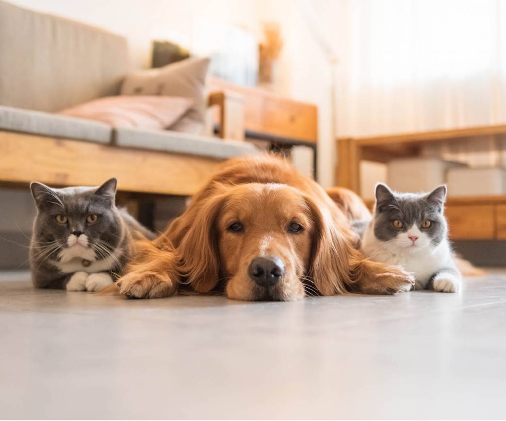 Pets by Consent: Why this is the best option