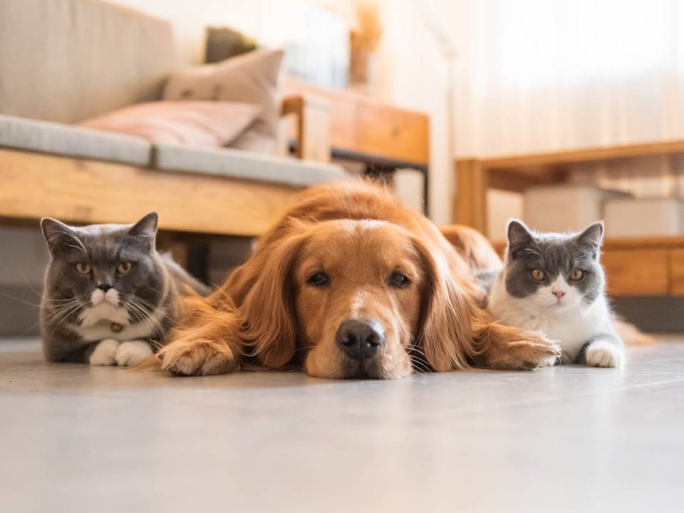 Pets by Consent: Why this is the best option