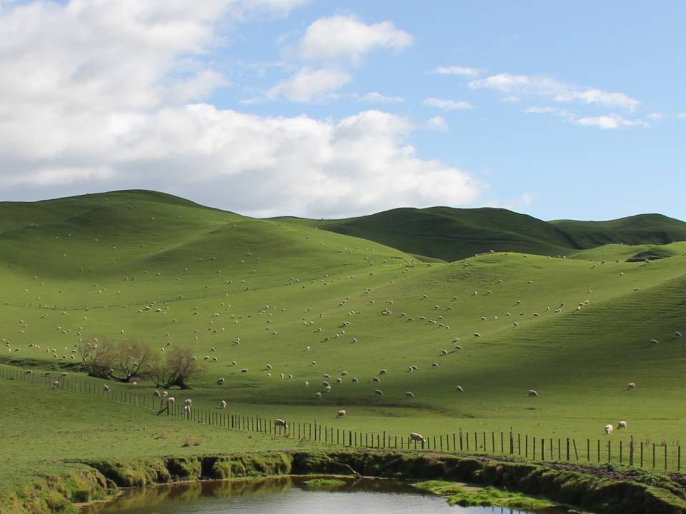 A Practical Guide to Selling Rural Properties and Lifestyle Blocks in New Zealand