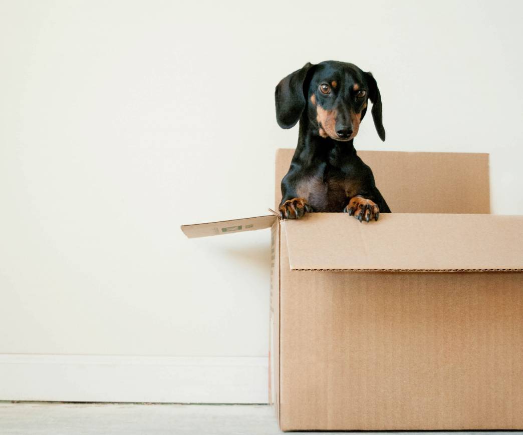 Top Ten Tips for a Stress-Free Move with Pets