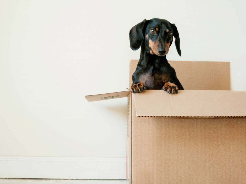 Top Ten Tips for a Stress-Free Move with Pets
