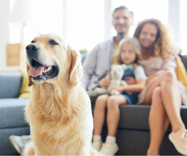 Understanding the new pet legislation: what landlords need to know