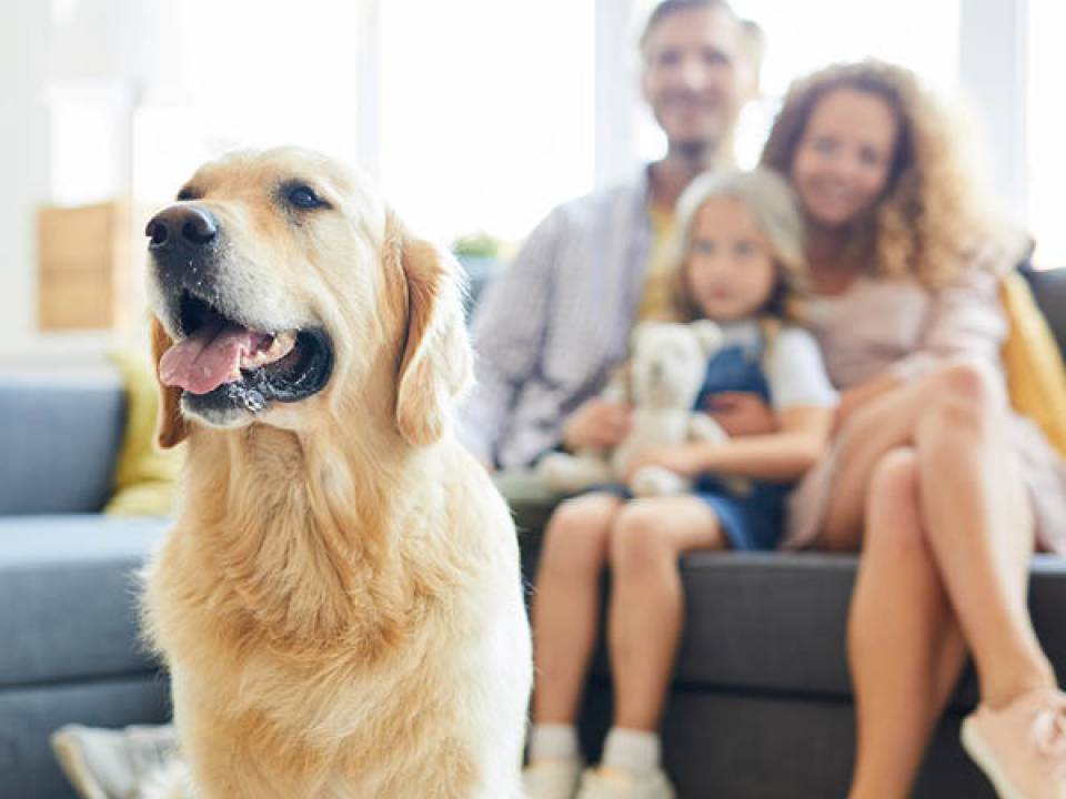 Understanding the new pet legislation: what landlords need to know
